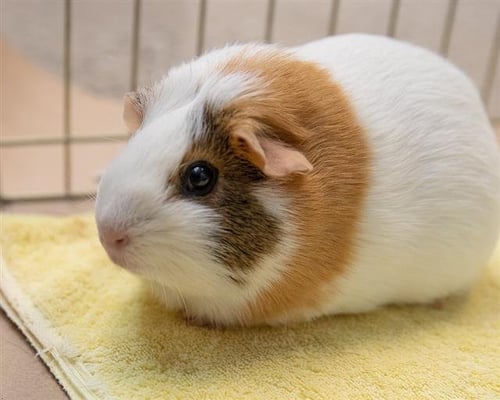 CARAMEL - Guinea Pig available for adoption