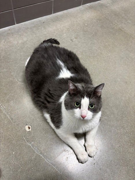 DANTE - Domestic Short Hair available for adoption