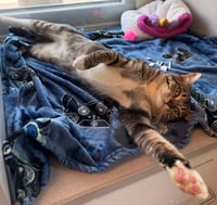 FELIX - Photo 1