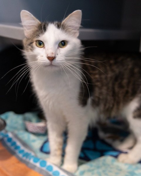 JASPER - Domestic Medium Hair for adoption in Frederick