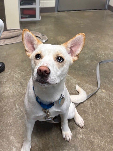 SKY - Pomeranian / Husky available for adoption