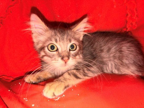 CRABBY - Domestic Medium Hair available for adoption