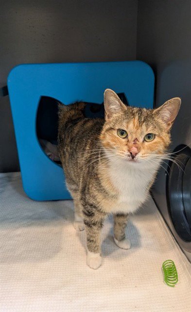 PATCH - Domestic Short Hair available for adoption