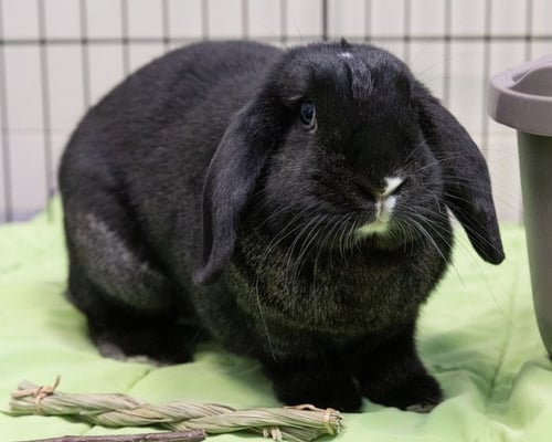 SPARKIE - Shorthaired Rabbit available for adoption