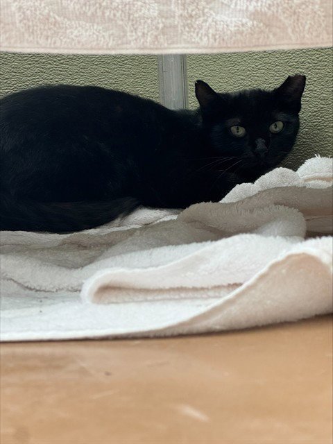 MAUDE - Domestic Short Hair available for adoption