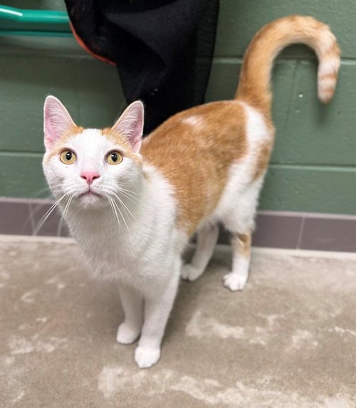 KRAMMER - Domestic Short Hair available for adoption
