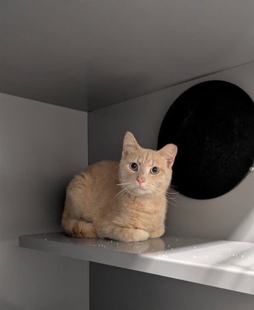 APRICOT - Domestic Short Hair for adoption in Frederick
