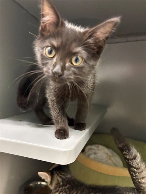 HARMONIA - Domestic Short Hair available for adoption