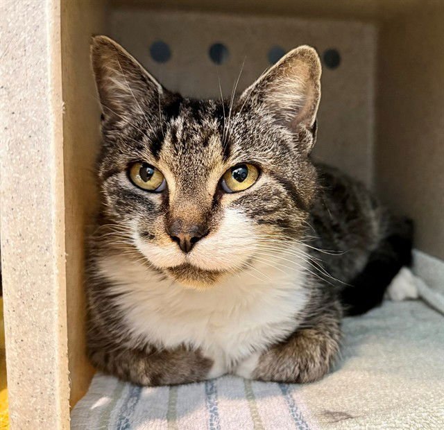 LANTERN - Domestic Short Hair available for adoption