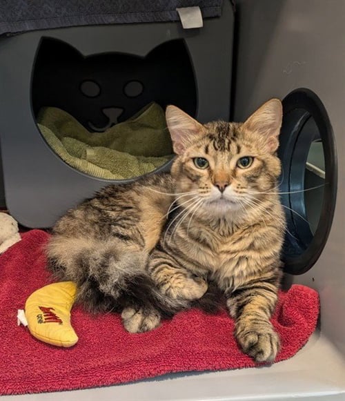 TUCSON - Domestic Short Hair available for adoption
