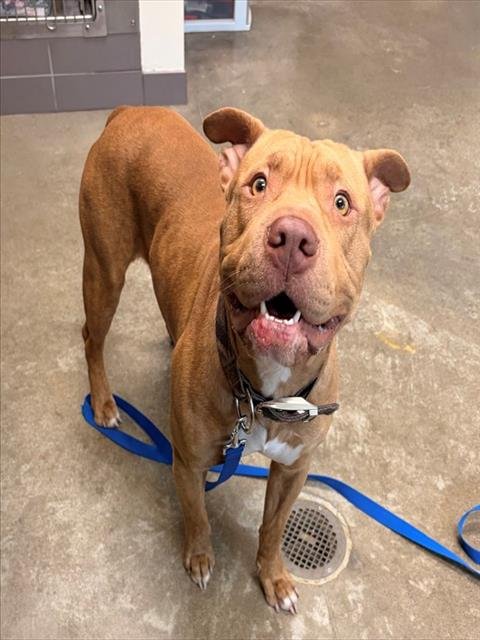 TOMMY - American Pit Bull Terrier available for adoption