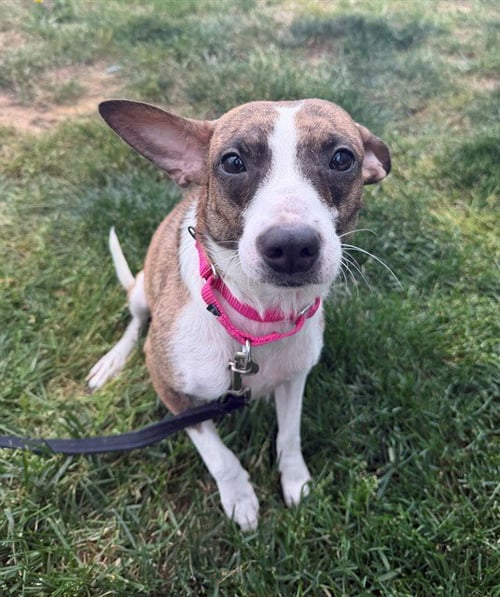 DELORES - Chihuahua available for adoption