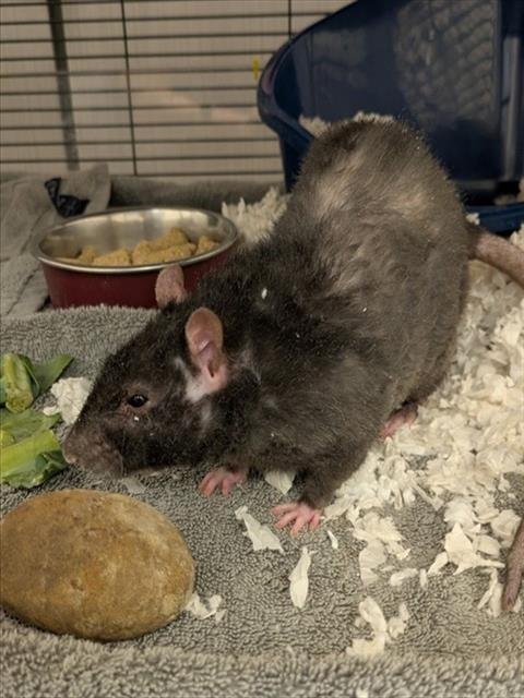 RIZZO - Rat available for adoption