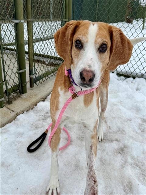 TANNER - Hound available for adoption