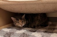 GIGI - Photo 1