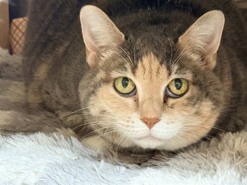 GIGI - Domestic Short Hair available for adoption