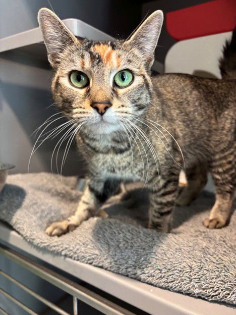 FRANCHESCA - Domestic Short Hair available for adoption