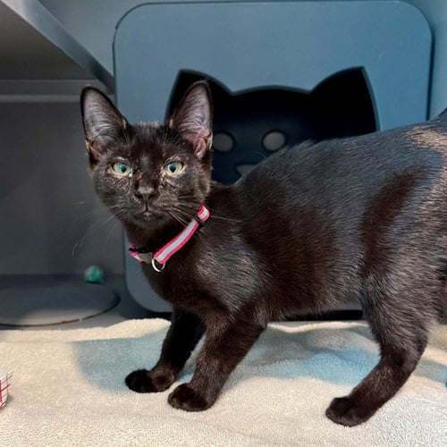 DR. LIZ - Domestic Short Hair available for adoption
