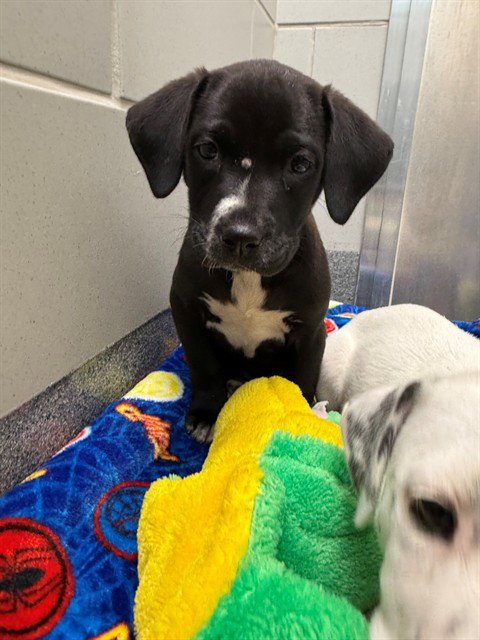 D-STRUCTS - Labrador Retriever available for adoption