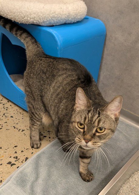 MISSY - Domestic Short Hair available for adoption
