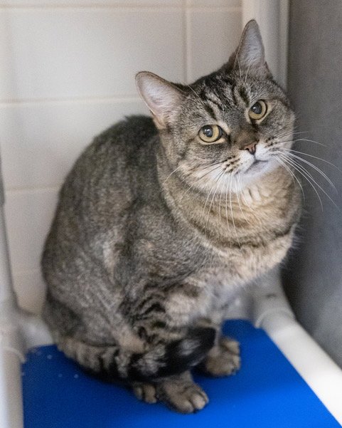MISSY - Domestic Short Hair for adoption in Frederick