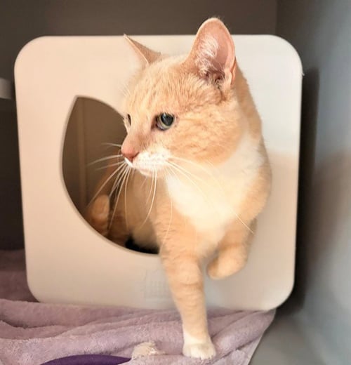MIA - Domestic Short Hair available for adoption