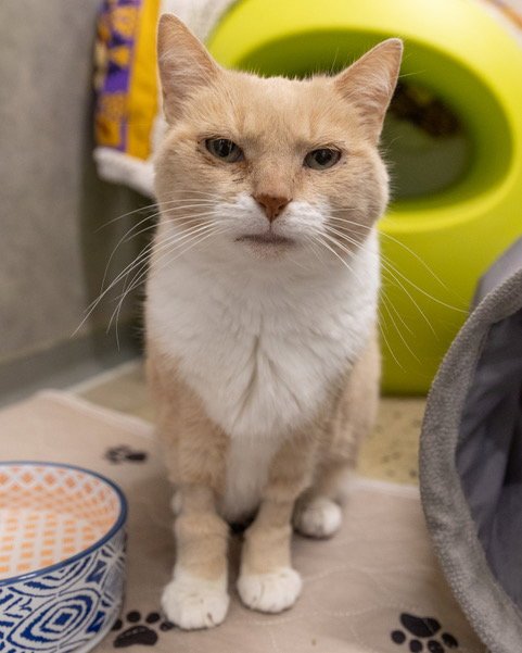 MIA - Domestic Short Hair for adoption in Frederick