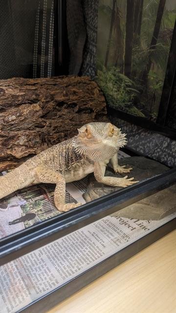 ZIPPY - Lizard available for adoption