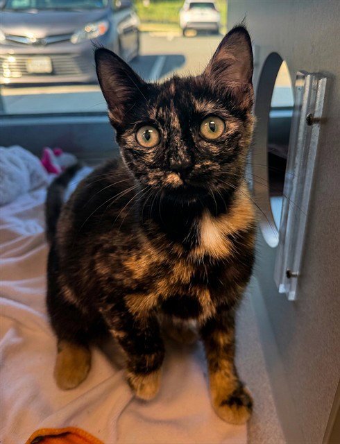 TILAPIA - Domestic Short Hair available for adoption