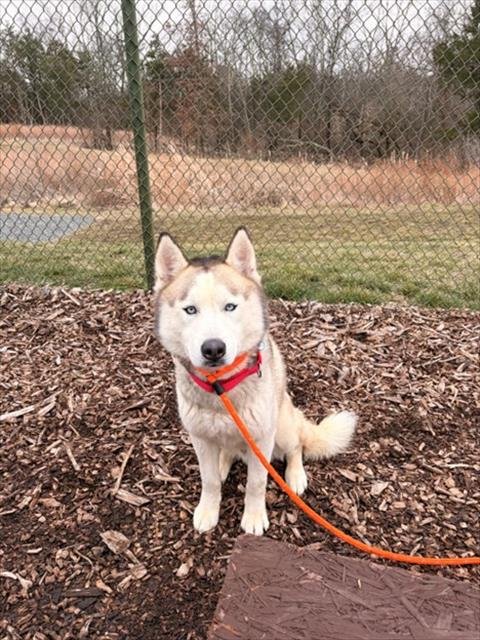 BEAR - Siberian Husky available for adoption