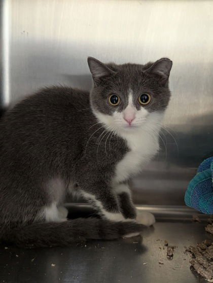 DEVON - Domestic Short Hair available for adoption