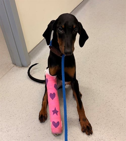 JUBILEE - Doberman Pinscher available for adoption