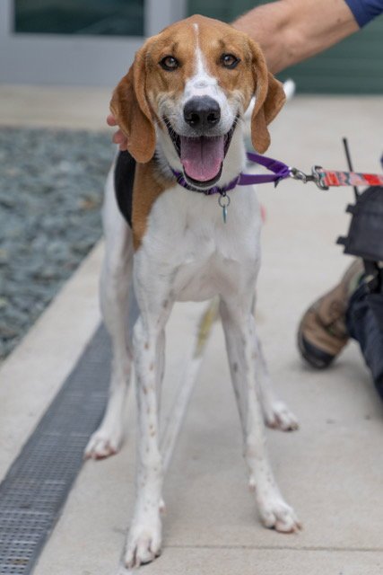 PENCIL - American Foxhound for adoption in Frederick