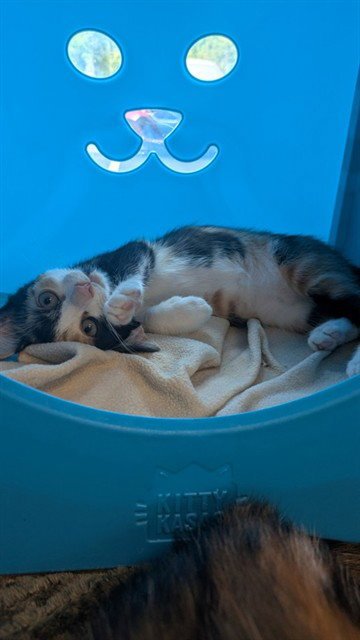 CASSEY Image
