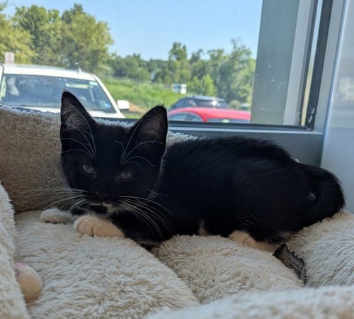 ANGELICA - Domestic Short Hair available for adoption