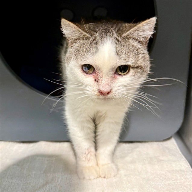 BABY - Domestic Short Hair available for adoption