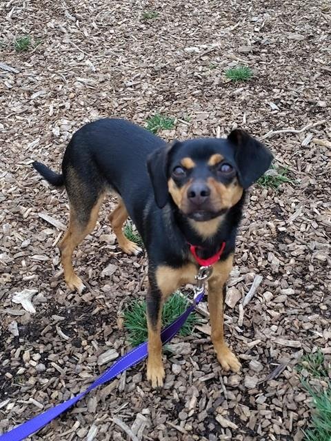 ASH - Hound available for adoption