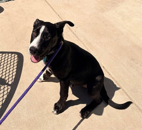 GERANIUM - Labrador Retriever available for adoption