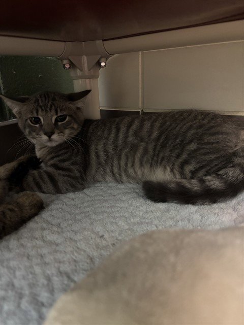 BUMBLE - Domestic Short Hair available for adoption