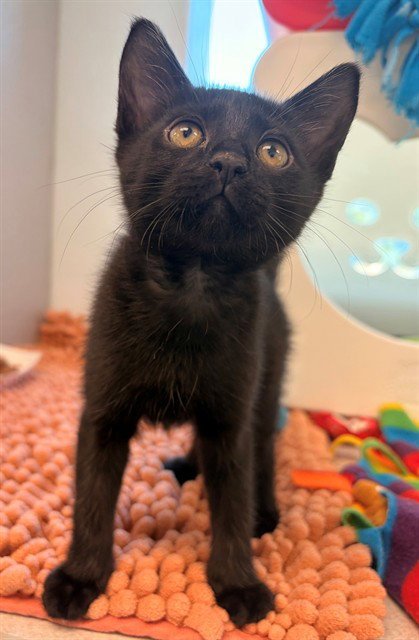 PRUE - Domestic Short Hair available for adoption