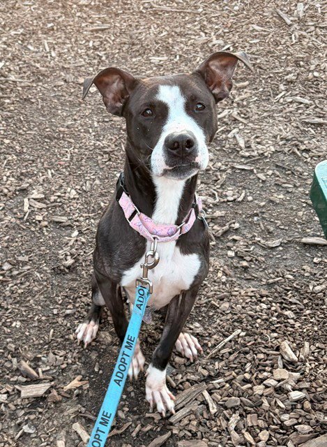 CEE CEE - American Pit Bull Terrier available for adoption