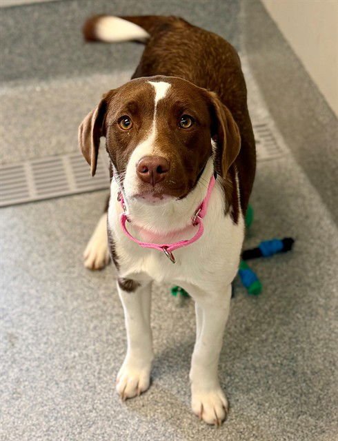 ASPEN - Collie available for adoption