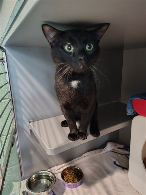 FORNAX - Domestic Short Hair available for adoption