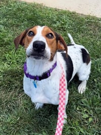 DEPUTY DUSTY - Photo 1