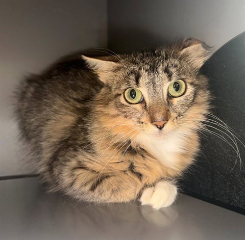 ZOE - Domestic Medium Hair for adoption in Frederick