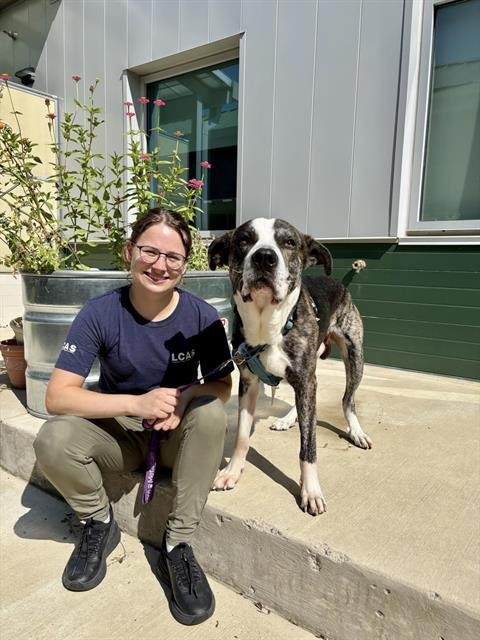 REMINGTON - Great Dane available for adoption