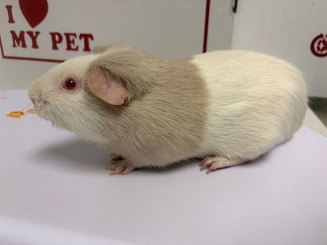 VALENTINO - Guinea Pig available for adoption