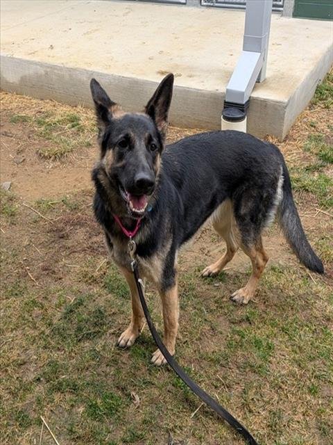 TOODLES - German Shepherd Dog available for adoption