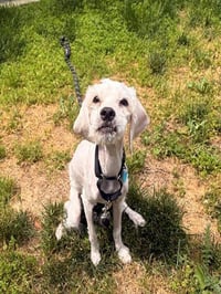 TEDDY - Photo 1