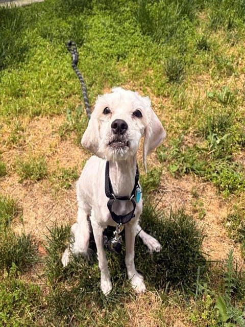 TEDDY - Cocker Spaniel / Poodle (Miniature) available for adoption
